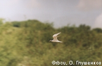 ����� ������